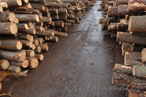 paper manufacturing-cut forested pine tobe pulped in the manufacture of paper