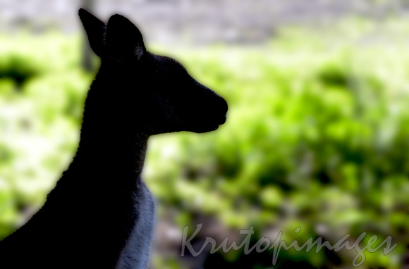 kangaroo Silhouette