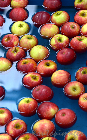 apples in wash before packaging