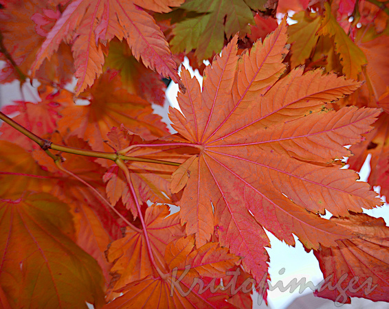 Autumn leafs on a Japanese Maple