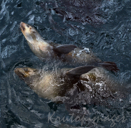 two seals merge in motion in the cool Bass Strait waters