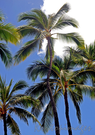 Tropical palms and blue skies