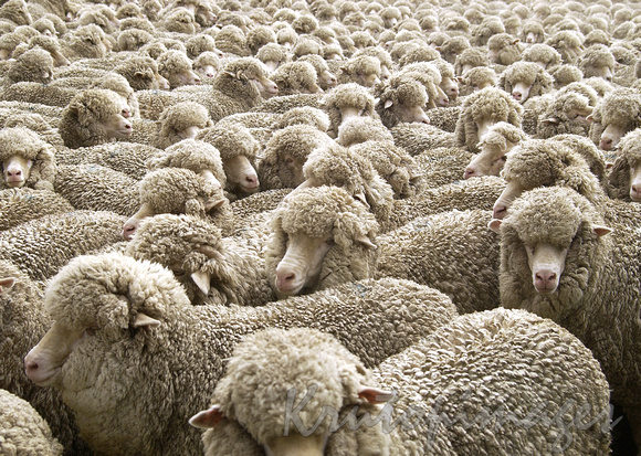 Merino Sheep inpre shearing enclosure