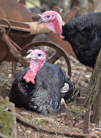 Turkeys amongst the farm machinery