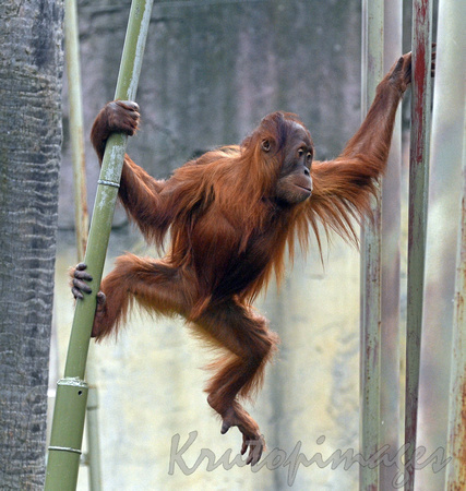 orangutan-at play