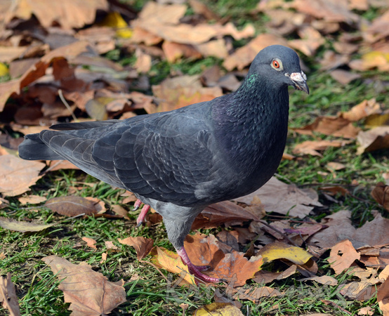 pigeon strutting amongst autumn leafs