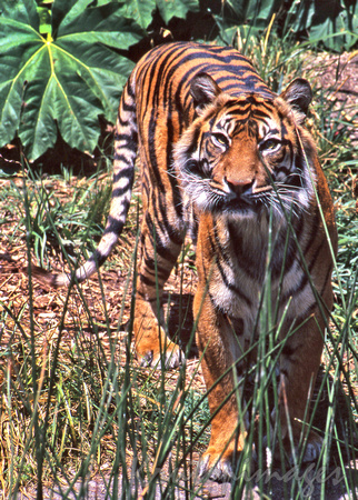 Bengal Tiger lurks in the undergrowth