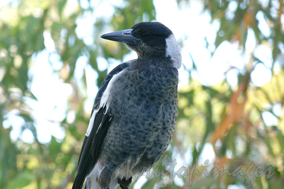 close up image of a Magpie