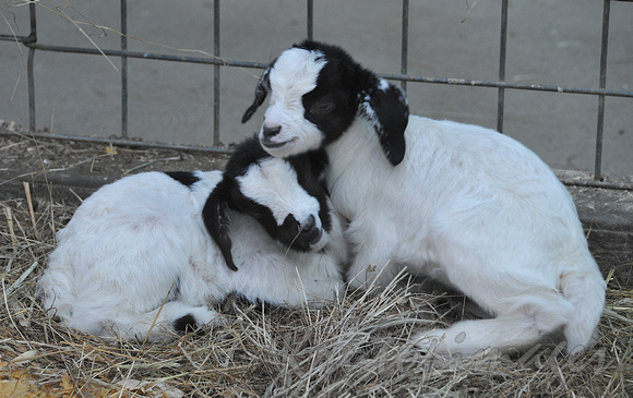 Kids or baby goats huddle together in a pen