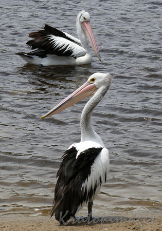 Pelicans on lake and shoreJPG