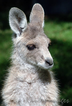 kangaroo-Young Kangaroo close up detail head and shoulders-2