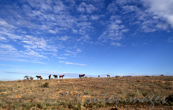 wild brumbys on the hilly horizon Corner country South Australia-1983