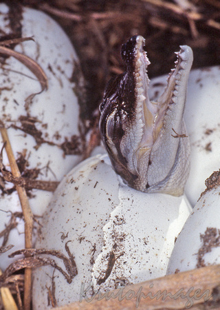 saltwater crocodile hatches from it's shell on the nest in the Northern Territory