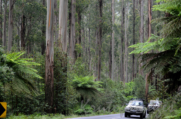 Huge Australian gumtrees dominate the Black Spur in Victoria