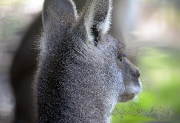 Kangaroo close up of the back of the head