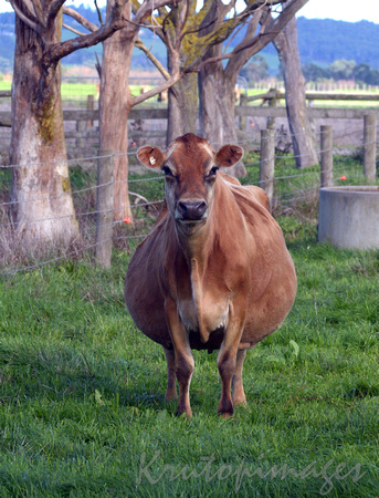 Cow-pregnant dairy cow.