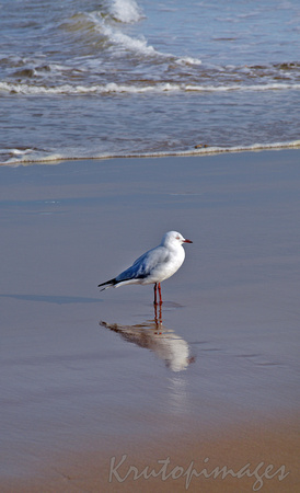 seagull on wet sand