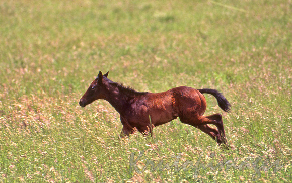 Foal galloping in a paddock of long grass