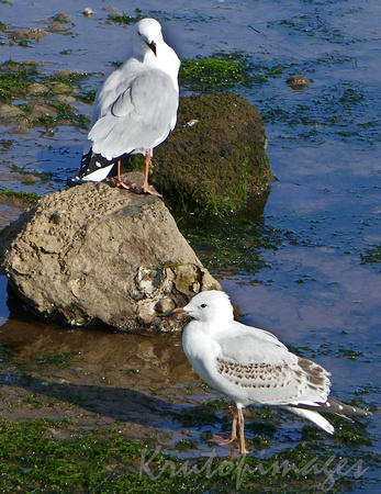 Seagulls on the shore at low tide