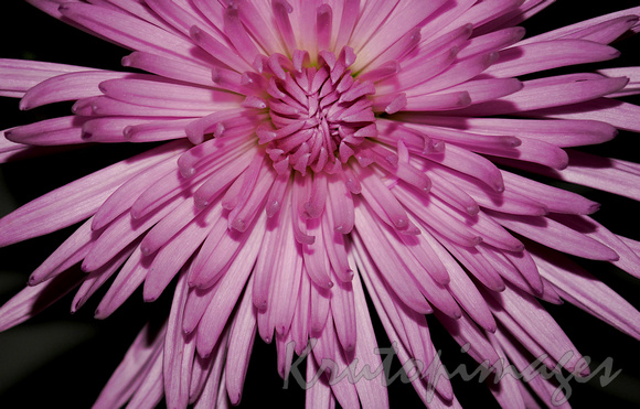 CHRYSANTHEMUM-close up detail of the flower
