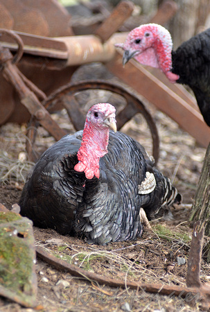 Turkeys in farmyard setting.