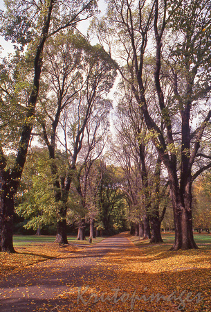 Autumn in the Melbourne city parks
