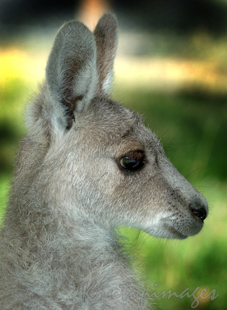 kangaroo-Young Kangaroo close up detail head and shoulders