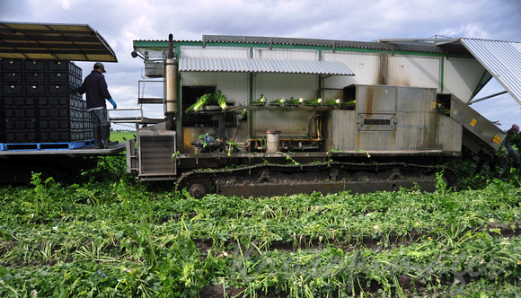 celery- harvesting machinery in the paddock