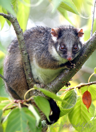 Ringtail possum close up perched in tree branch