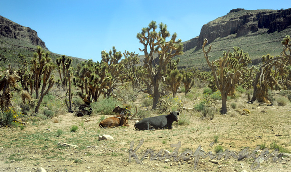 steers - wild, off the road in Arizona