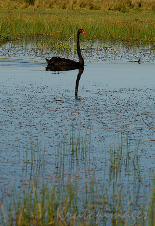 Black swan on local lake