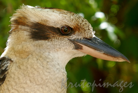 Kookaburra portrait-close up of head