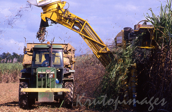 Sugarcane harvesting -hot and dirty in northern Queensland