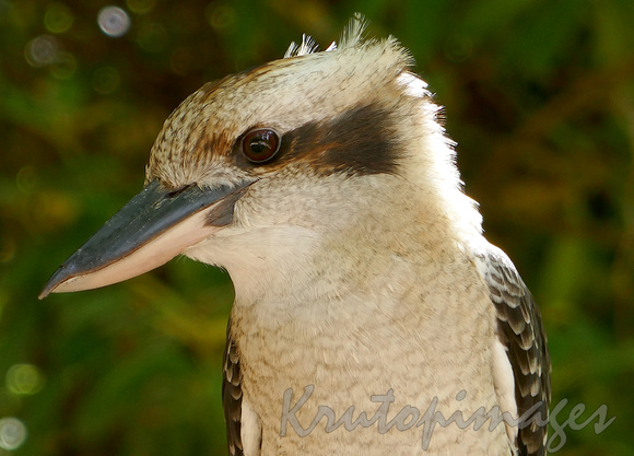 Kookaburra detail headshot portrait