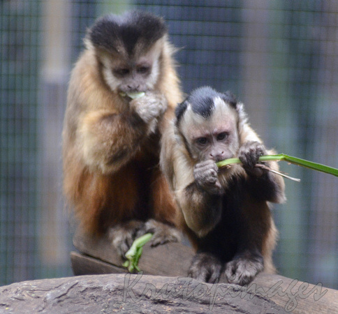 monkeys feeding on a branch