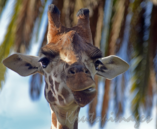 Giraffe close up head shot