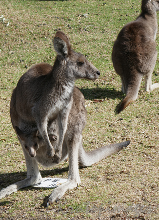 Kangaroo and joey in pouch standing on a campsite marker in a caravan park