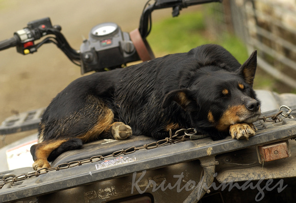 resting working dog
