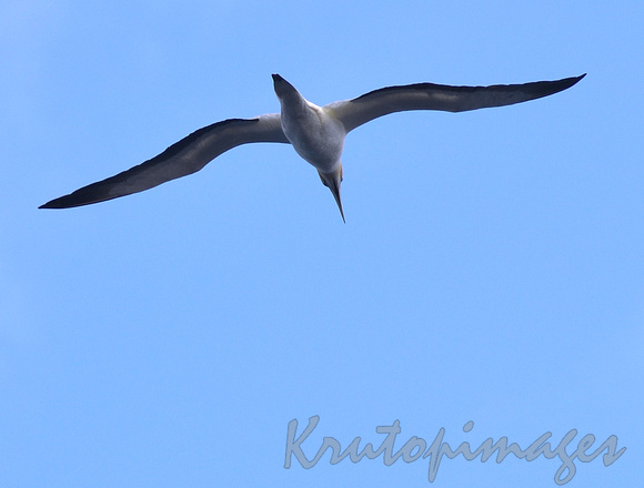 waterbird in flight