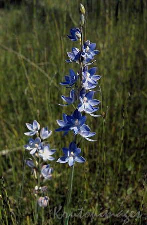 wild blue orchid in the paddocks surrounding a refinery & pipeline