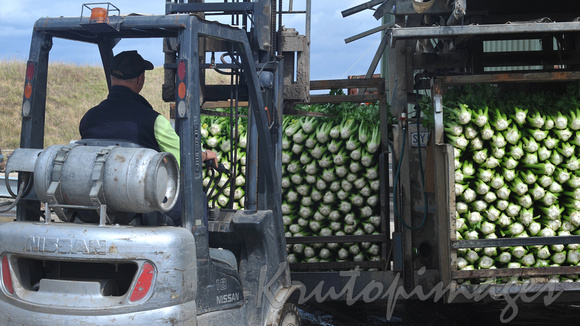 celery- harvesting