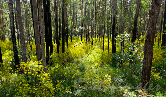 wattle undergrowth creates a rich colourful environment on the roadside bush-NSW