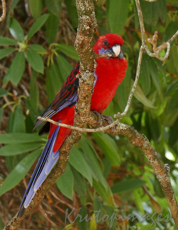 Red Rosella perched in a tree