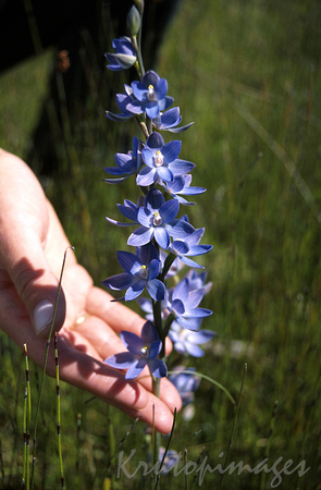 wild blue orchid in the paddocks surrounding a refinery & pipeline-2