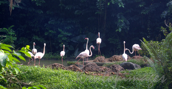 flamingos on the banks of a pond in Singapore.