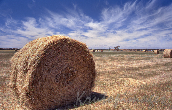Rolls of hay stand in the paddocks before collection-Victoria