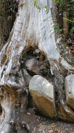 base of tree and rocks-Marysville