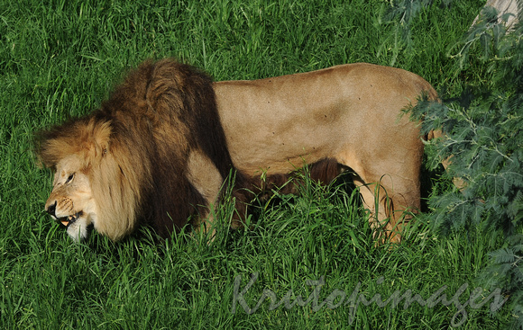 male lion feeding