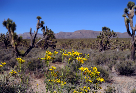 Desert wildflowers in Joshua Forest Arizona