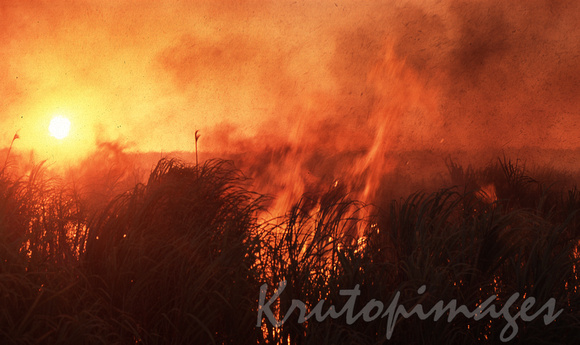 sugarcane burning.jp